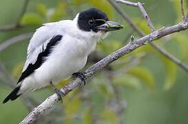 Black-crowned Tityra