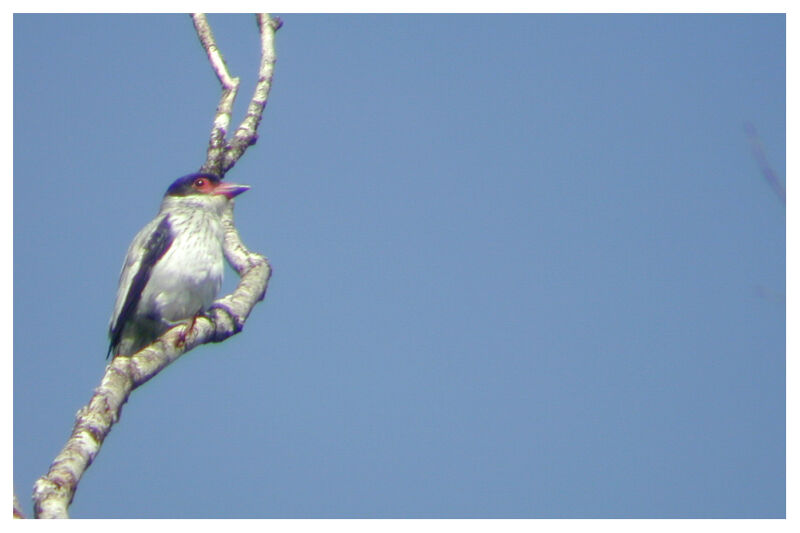 Black-tailed Tityraadult