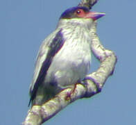 Black-tailed Tityra