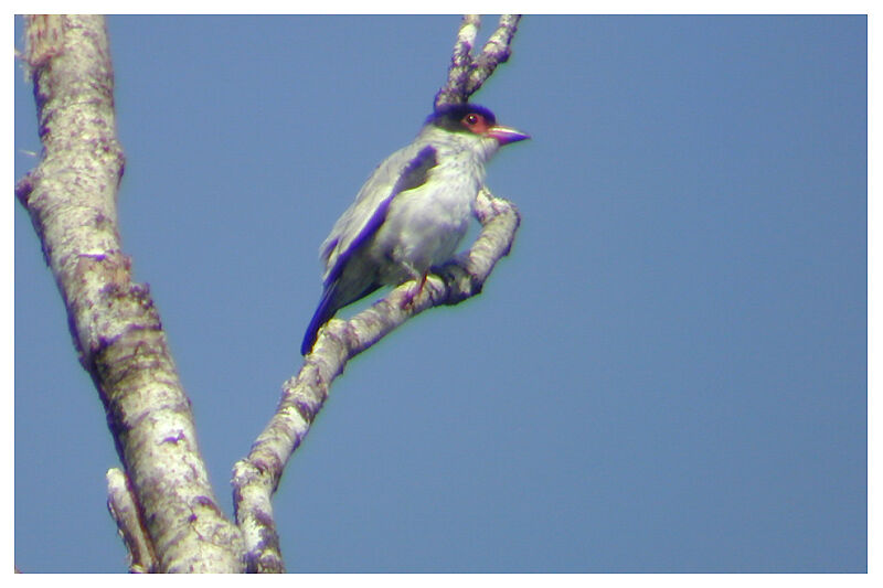 Black-tailed Tityraadult