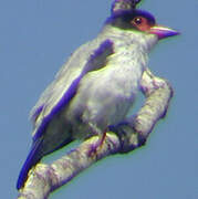 Black-tailed Tityra