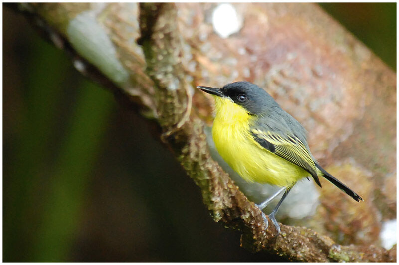 Common Tody-Flycatcheradult breeding