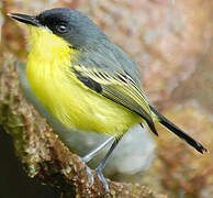 Common Tody-Flycatcher