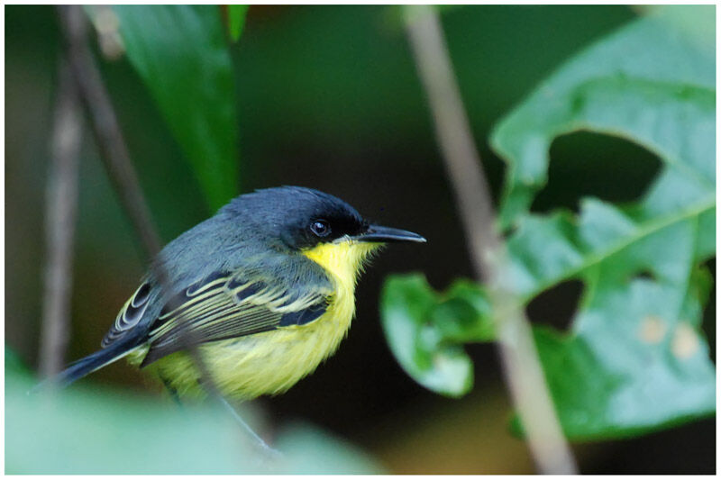 Common Tody-Flycatcheradult breeding