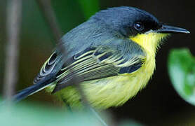 Common Tody-Flycatcher