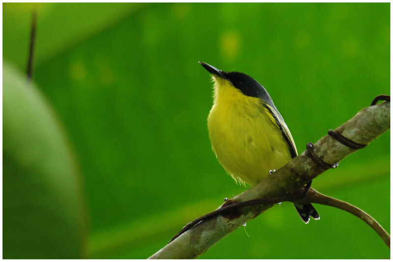 Common Tody-Flycatcheradult breeding