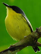 Common Tody-Flycatcher