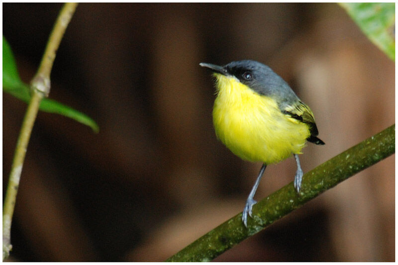 Common Tody-Flycatcheradult breeding