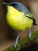 Common Tody-Flycatcher