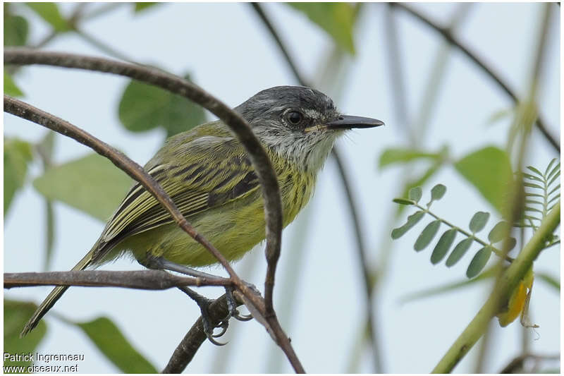 Todirostre tachetéimmature, identification