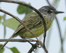 Spotted Tody-Flycatcher