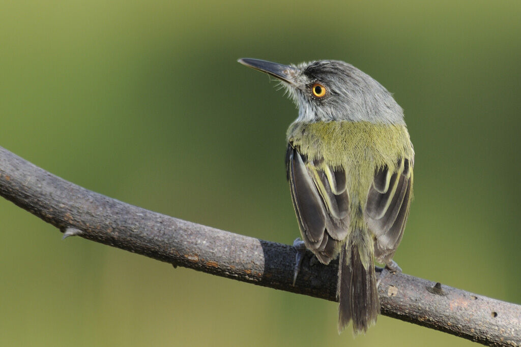 Todirostre tacheté, identification