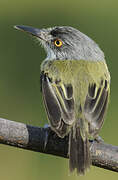 Spotted Tody-Flycatcher