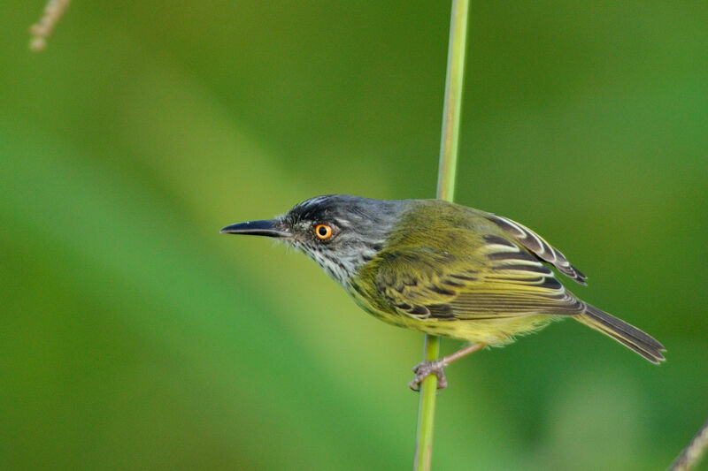 Spotted Tody-Flycatcheradult