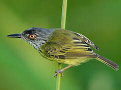 Spotted Tody-Flycatcher