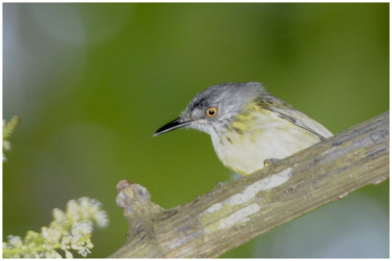 Spotted Tody-Flycatcher