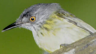 Spotted Tody-Flycatcher