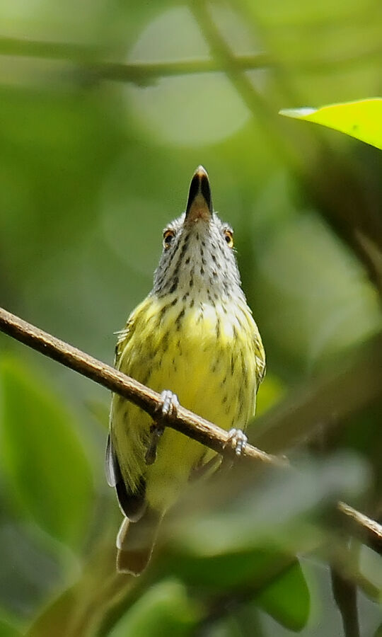 Spotted Tody-Flycatcheradult