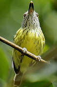 Spotted Tody-Flycatcher