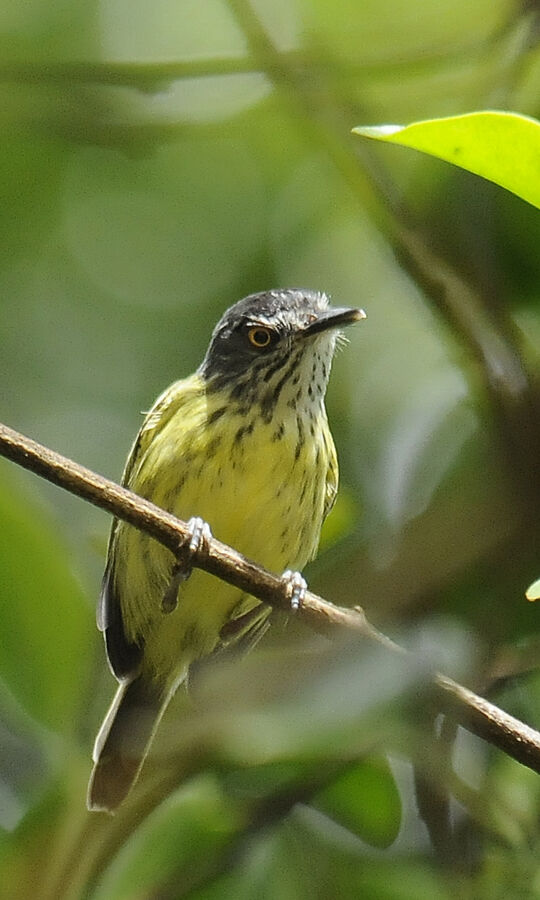 Spotted Tody-Flycatcheradult