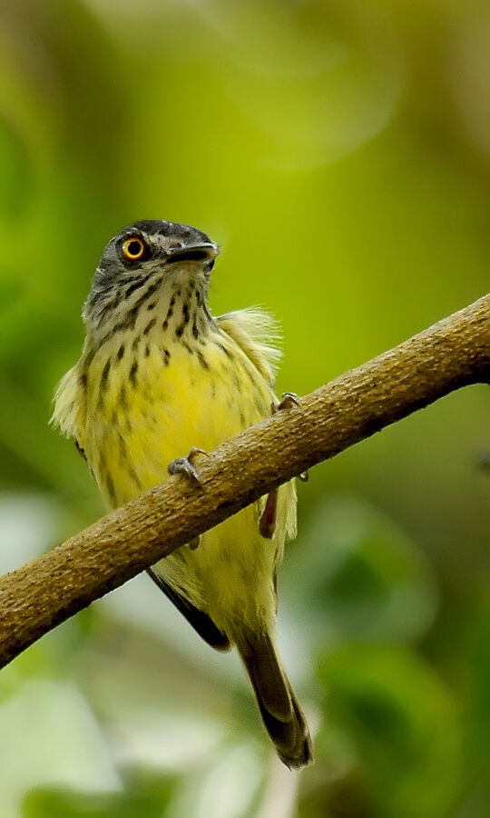 Spotted Tody-Flycatcheradult