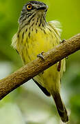 Spotted Tody-Flycatcher