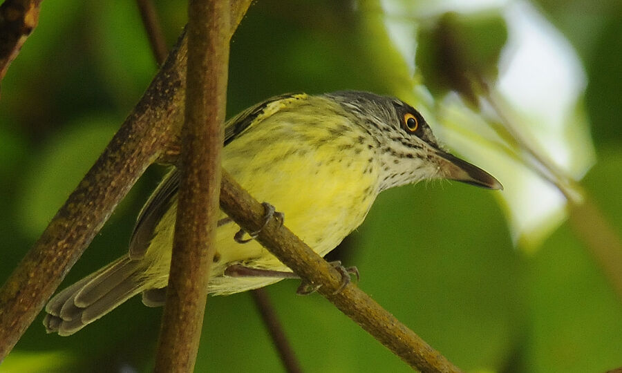 Spotted Tody-Flycatcheradult