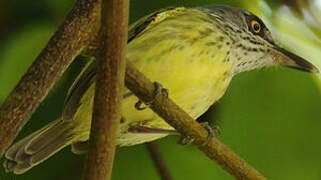 Spotted Tody-Flycatcher