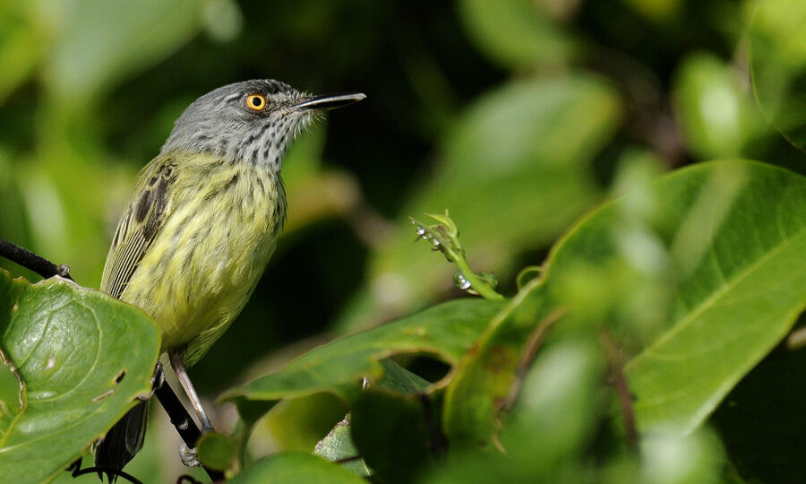 Spotted Tody-Flycatcheradult