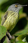 Spotted Tody-Flycatcher