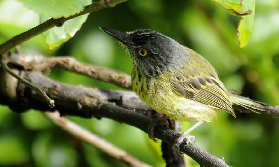 Spotted Tody-Flycatcheradult