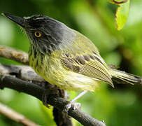 Spotted Tody-Flycatcher