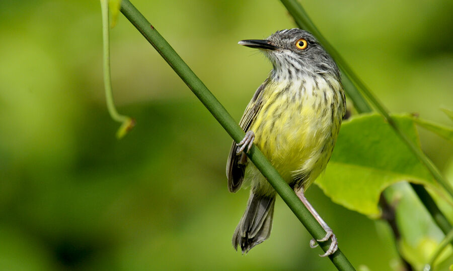 Spotted Tody-Flycatcheradult