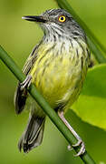 Spotted Tody-Flycatcher