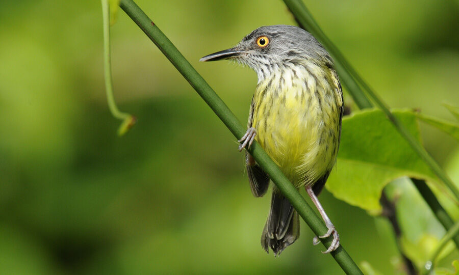 Spotted Tody-Flycatcheradult