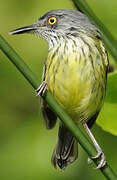 Spotted Tody-Flycatcher