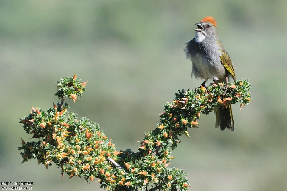 Green-tailed Towheeadult