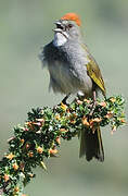 Green-tailed Towhee