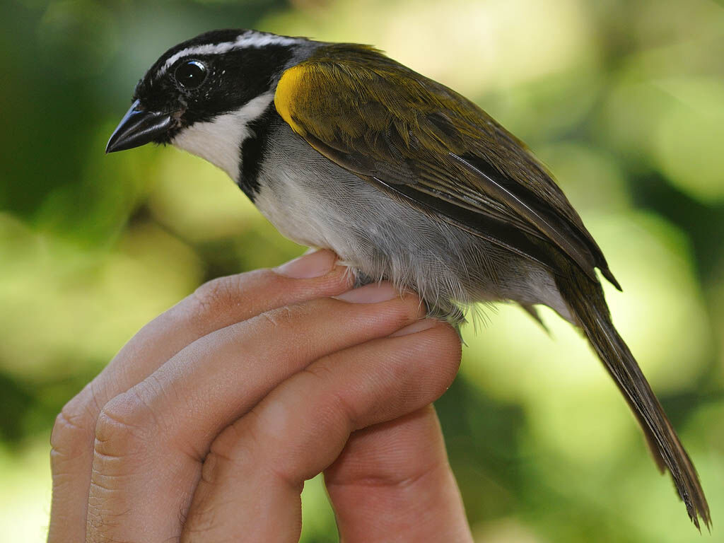 Pectoral Sparrow