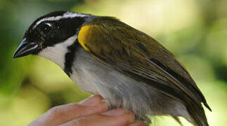 Pectoral Sparrow