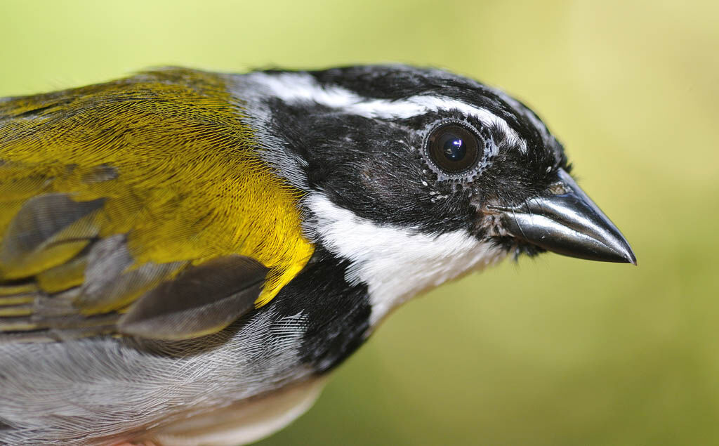 Pectoral Sparrowadult