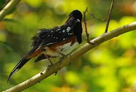 Spotted Towhee