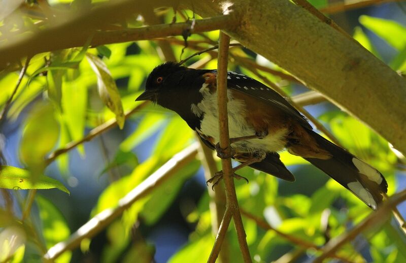 Spotted Towheeadult