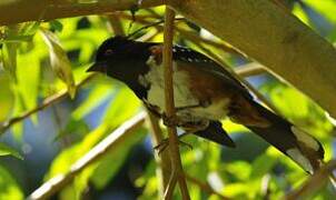 Spotted Towhee