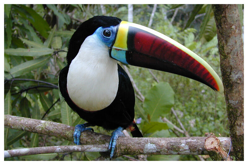 White-throated Toucanadult