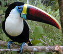 Toucan à bec rouge