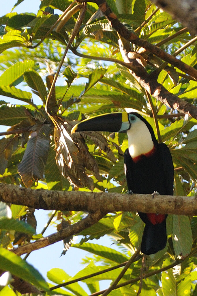 Toucan de Cuvieradulte, identification