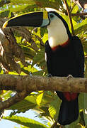 Toucan de Cuvier