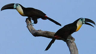 Channel-billed Toucan