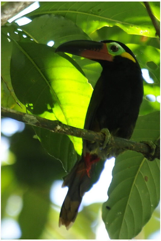 Toucanet koulik mâle adulte